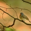 Lejsek maly - Ficedula parva - Red-breasted Flycatcher 5279
